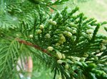 Cupressus sempervirens, Juniperus communis