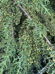 Cupressus sempervirens, Juniperus communis