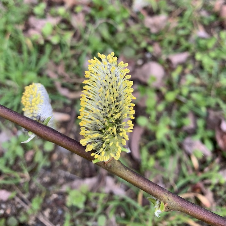 Plante - Salix Atrocinere